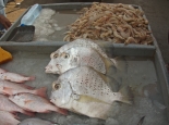 Fischmarkt in Bandar Abbas