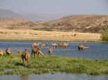 Kamele im Wasser bei Samhuram