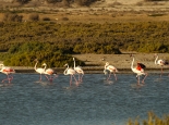 Flamingos an der 3Palmen-Lagune