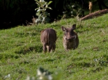 Warzenschweine im Bale Mountains NP