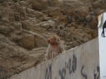Affen am Pass vor Mekka