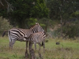 ... mit Zebras