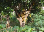 ein Jackfruitbaum