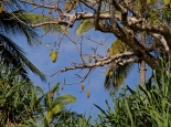 die Früchte des Baobab-Baums