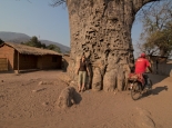 Riesen-Baobab