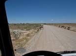 Zebras am Wegesrand