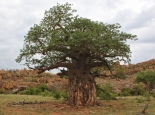 Baobab mit Elefantenschäden