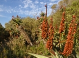Blühende Aloen im Bontebok NP