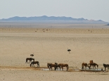Die wilden Pferde der Namib ...