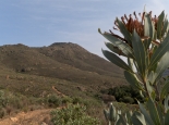 Protea, typisch für die Cederberge