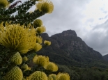 Protea im botanischen Garten
