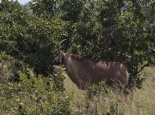 Sable-Antilope