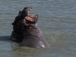 junge Hippos