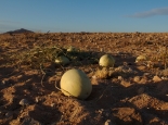 Wüstenmelonen